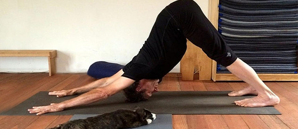 clases de yoga online profesor de yoga en casa reduce el estres